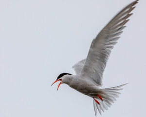 Arctic tern in flight
