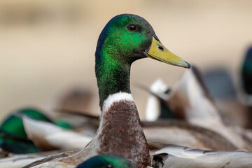 A male Mallard Duck peaking his head above the crowd