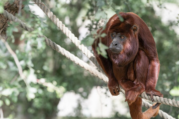 Obraz premium Red Howler Monkey resting on a Rope