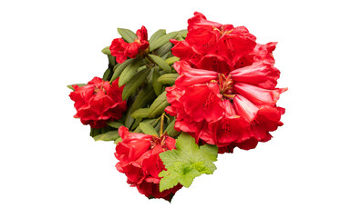 Red rhododendron in full Spring bloom isolated against white transparent background.