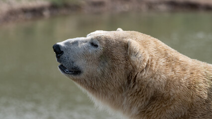 Polar Bear Close Up Side View