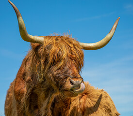highland cow with horns with its tongue out in the sunshine - obrazy, fototapety, plakaty