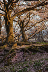 夕陽に当たる桜の木と散った花びら