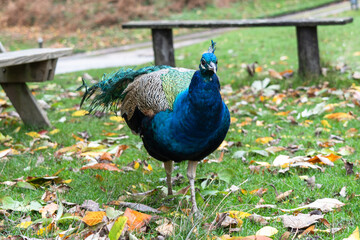 Obraz premium peacock in the grass