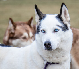 siberian husky dog portrait