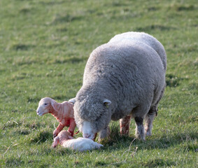 Naklejka premium Ewe with her newborn twin lambs