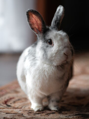 white rabbit 