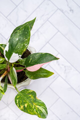 Variegated philodendron houseplant on white ceramic tiles