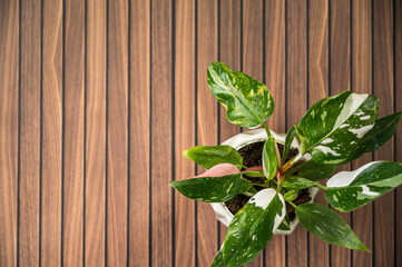 Variegated philodendron houseplant on wood table with copy space
