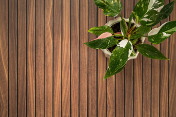 Variegated philodendron houseplant on wood table with copy space