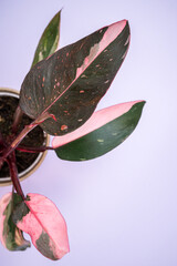 Philodendron house plant with lavender background