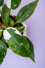 White wizard philodendron on purple background © Kelsey