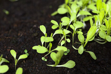 Young leaf lettuce seedlings growing in black soil (Very Shallow Depth of Field, Focus in the middle of the image)