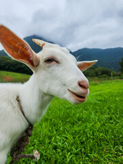 Obraz premium Uma cabra em uma fazenda bonita