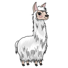 Llama vector cartoon drawing. White cute alpaca comic drawing. Isolated vector animal character.
