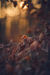 old dry leaves on tree in winter. High quality photo
