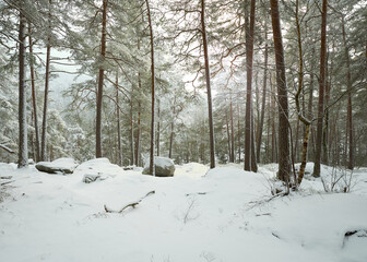 Untouched forrest snow