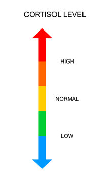 Cortisol meter vertical scale. Body stress response levels chart from low to high isolated on white background. Vector flat illustration.