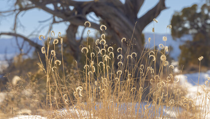 Blue Grama Grass