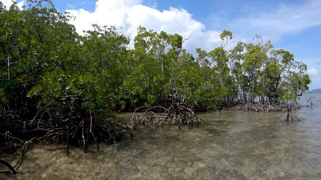 Coastal mangroves at high tide in the south east of Choisuel Island.
