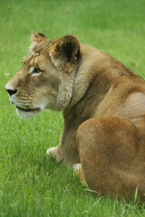 Female lion relaxing on the grass and watching on the left 