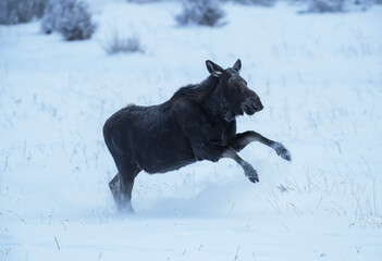 Moose in a Yellowstone Winter