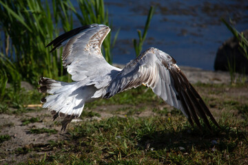 Back of a flying seagull