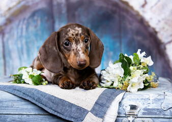 Dog dachshund puppy and spring flowers