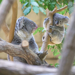 赤ちゃんコアラとママコアラ