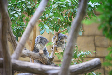 赤ちゃんコアラとママコアラ
