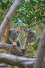 赤ちゃんコアラとママコアラ