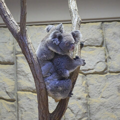 赤ちゃんを抱っこするコアラ