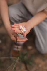little kids hands hold one daisy