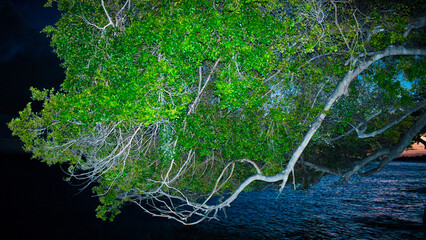 The tree that wants to touch the sea