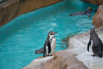 Fototapeta premium フンボルトペンギン