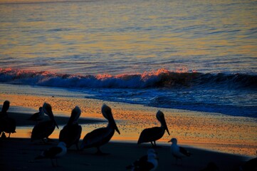 Pelicans in shadow on Malibu beach ocean sunset background