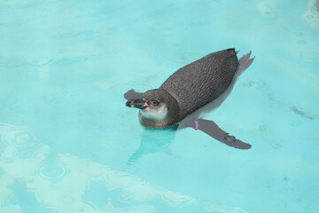 泳ぐフンボルトペンギン