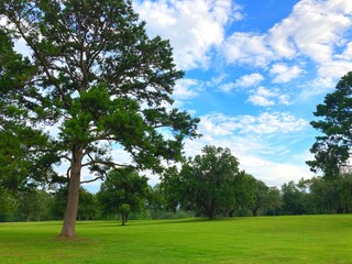Bright green lawns and tree on a sunny day at the park.