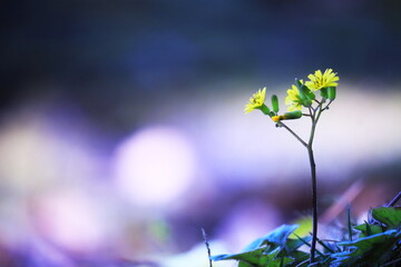 輝く背景と緑の中の黄色い草花