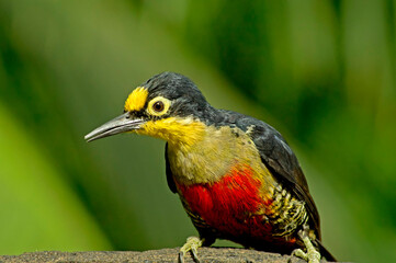 Fototapeta premium Yellow-fronted Woodpecker over green natural vegetation background
