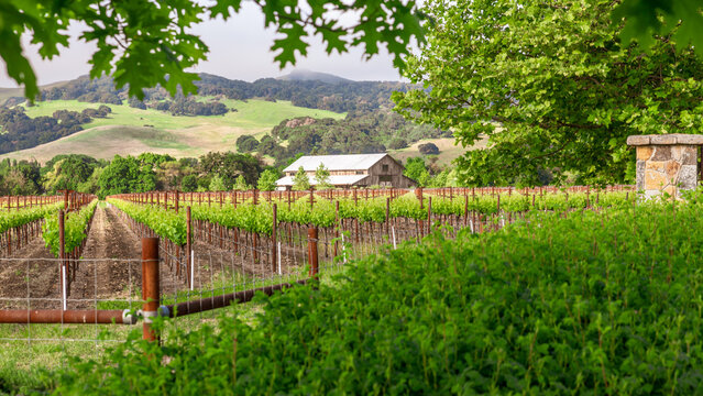 Working Barn, Lush Green Grapevines