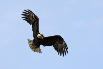Screaming, soaring Bald Eagle (Haliaeetus leucocephalus). Wing outstretched and vocal to a point, a large raptor bird of prey in flight.