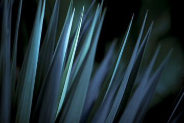 Striking yucca spikes in dramatic blue light - obrazy, fototapety, plakaty
