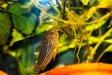 Fototapeta na wymiar Corydoras sterbai - Sterba's Cory fish