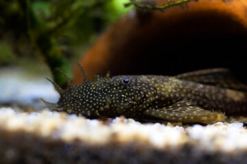 Bushymouth catfish - Ancistrus dolichopterus