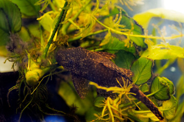 Obraz premium Bushymouth catfish - Ancistrus dolichopterus