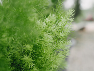 Close up green leaf with sunlight