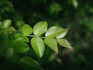 Green leaf texture for natural background