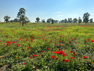 Spring flowering anemones in the meadow