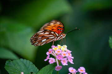 butterfly on flower